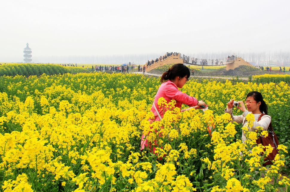 全国最美油菜花海—兴化千岛菜花春色美 摄影 薛宏金