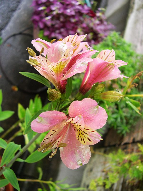 花儿 摄影 西风胡杨