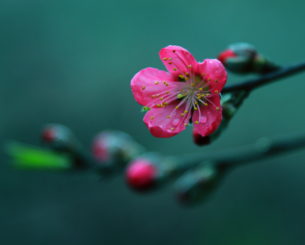 春天来了 摄影 香瓜虫