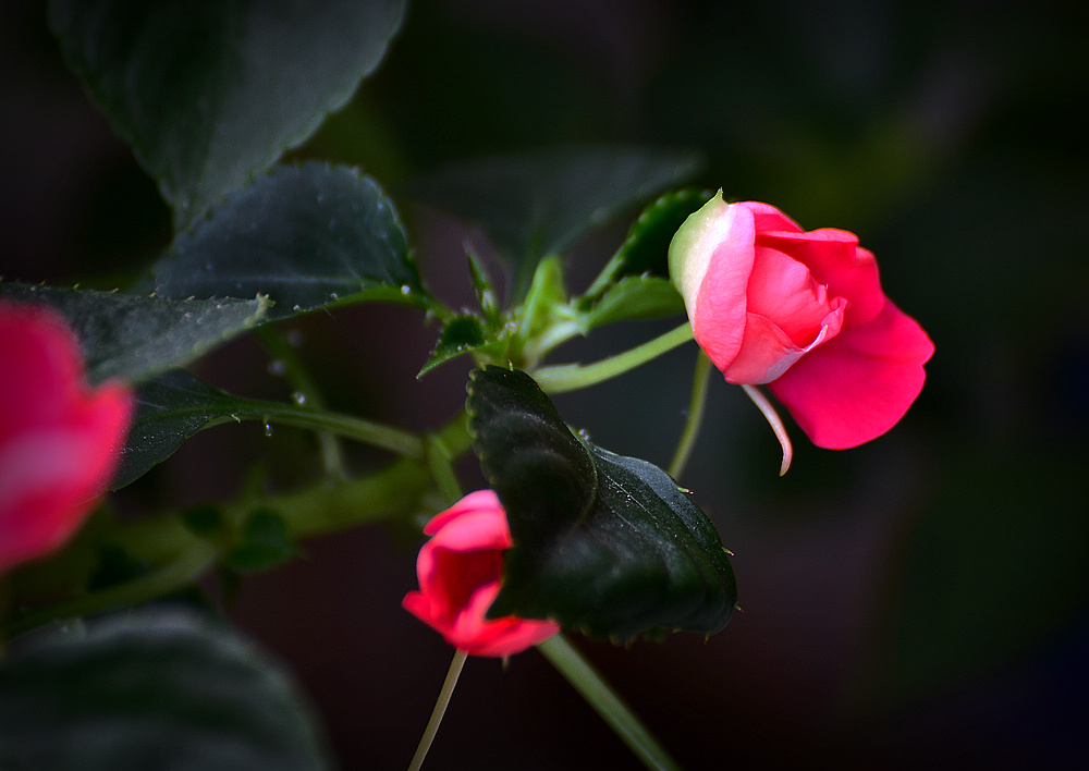 芨芨草花 摄影 魡蓊