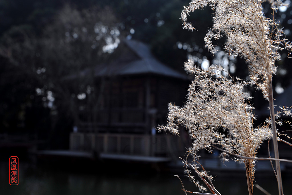 上海植物园一景 摄影 老黄2196