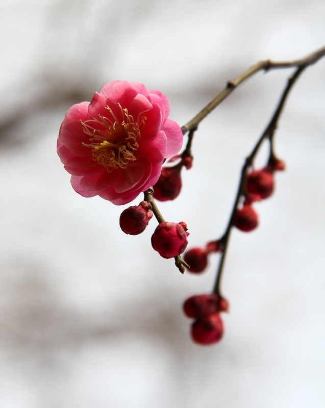 梅花 摄影 鸿123