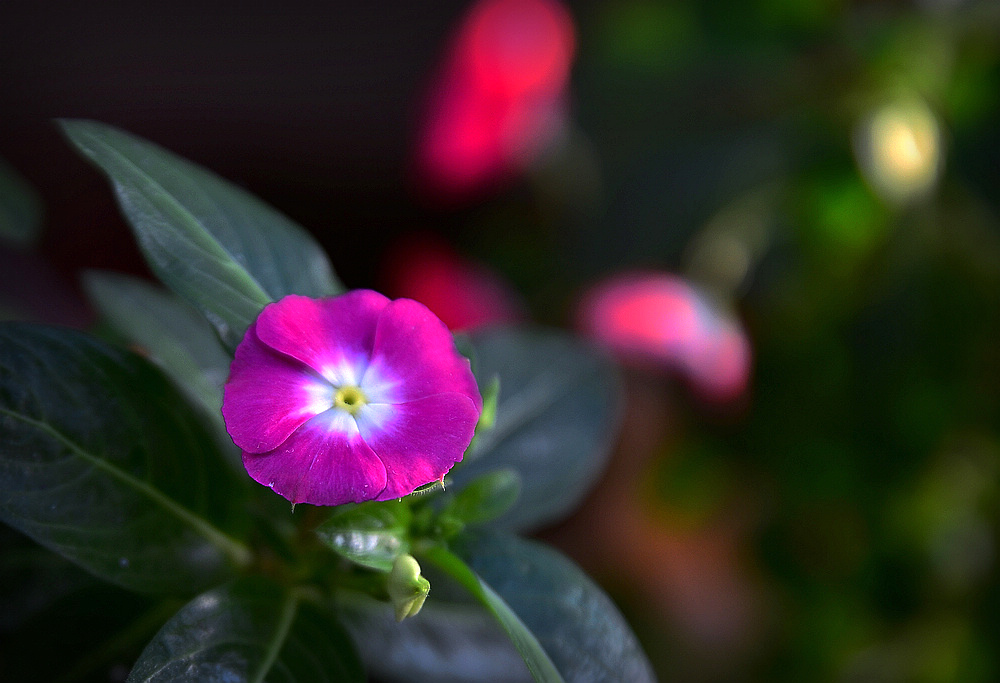 小花 摄影 魡蓊