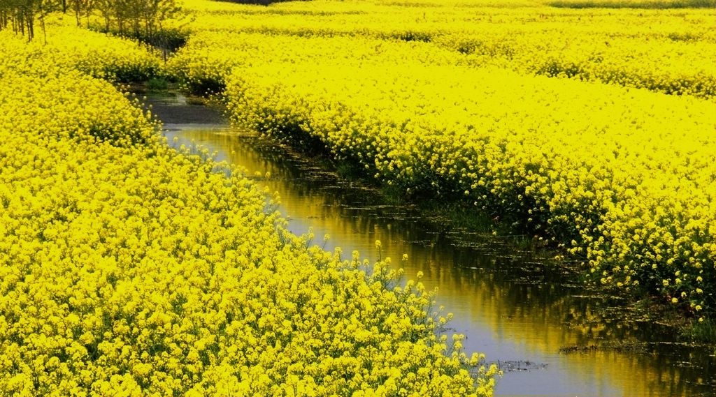 全国最美油菜花海—兴化千岛菜花春色美 摄影 薛宏金