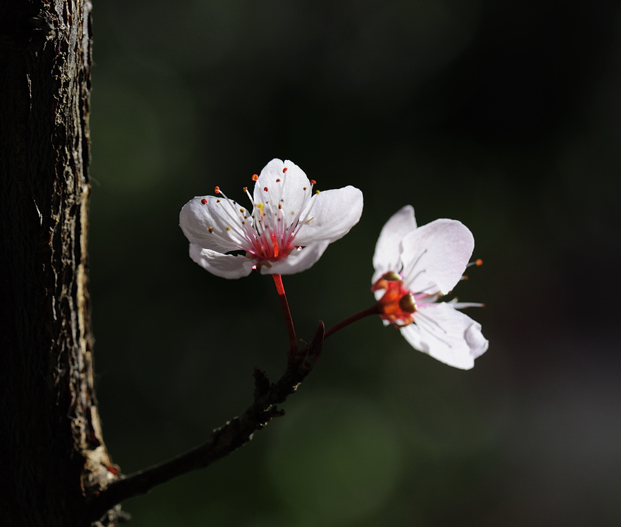 李子花开了 摄影 新闻001