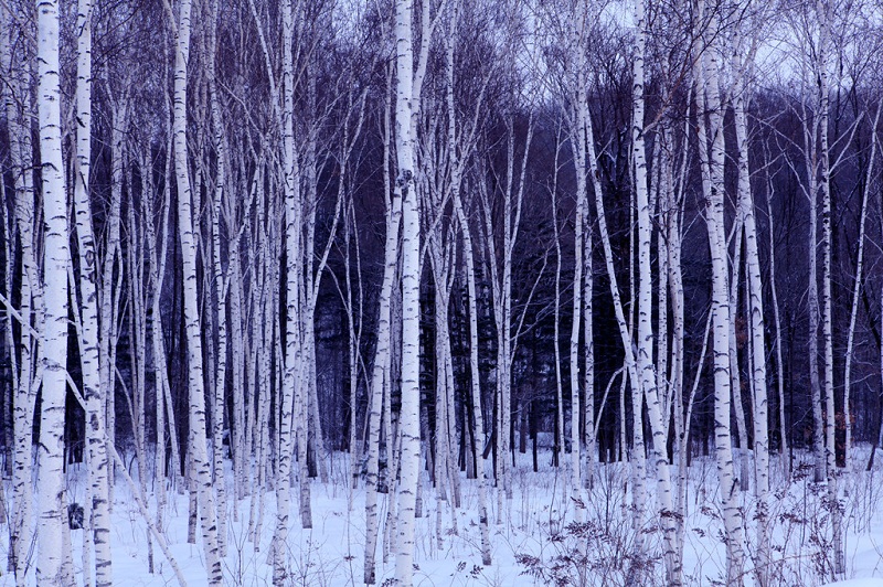 白桦冬韵——雪乡行 摄影 侠女西边雨