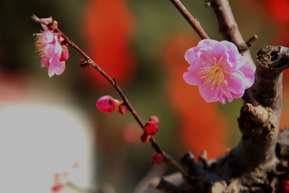 红梅花儿开2 摄影 惊鸿掠影