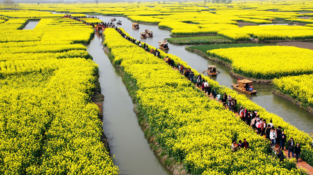 全国最美油菜花海—兴化千岛菜花春色美 摄影 薛宏金