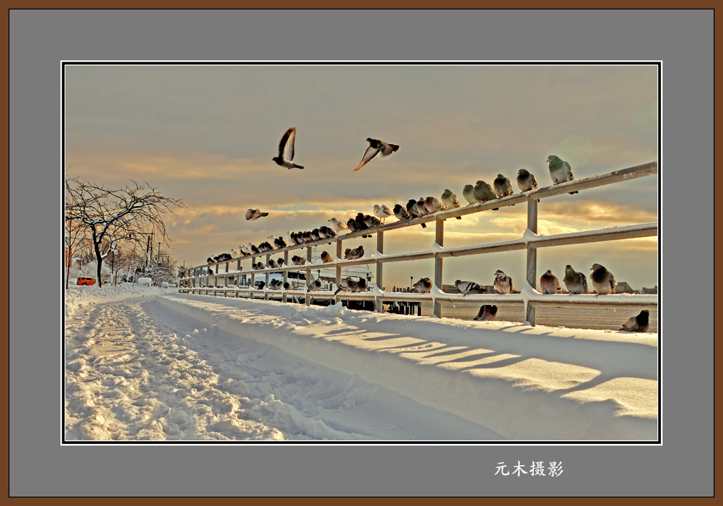 纽约羊头湾雪天一景 摄影 元木