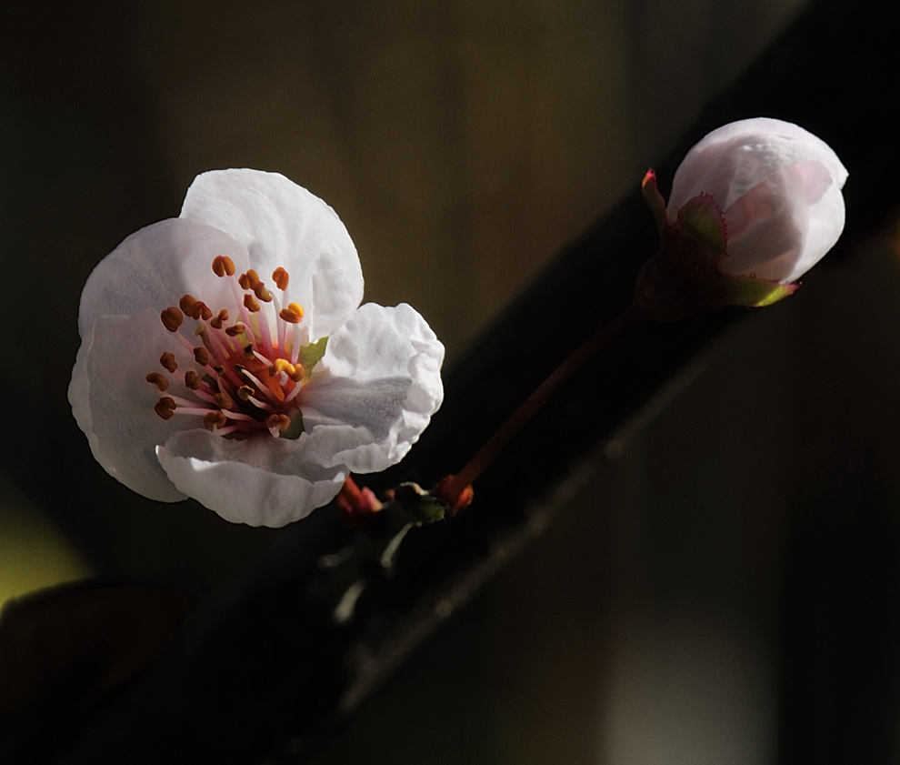 李子花开了 摄影 新闻001