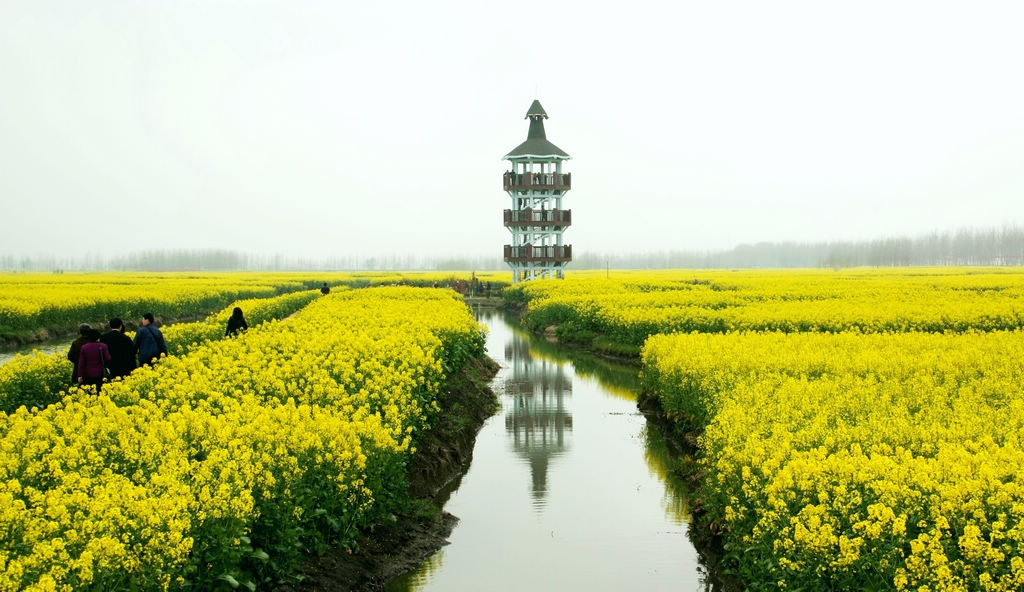 全国最美油菜花海—兴化千岛菜花春色美 摄影 薛宏金