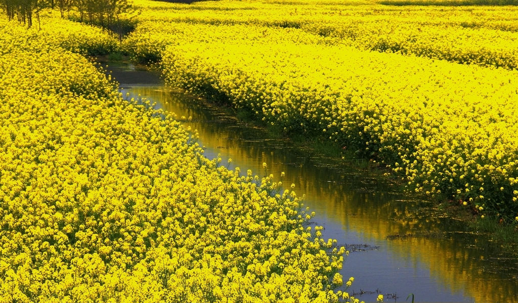 全国最美油菜花海—兴化千岛菜花春色美 摄影 薛宏金