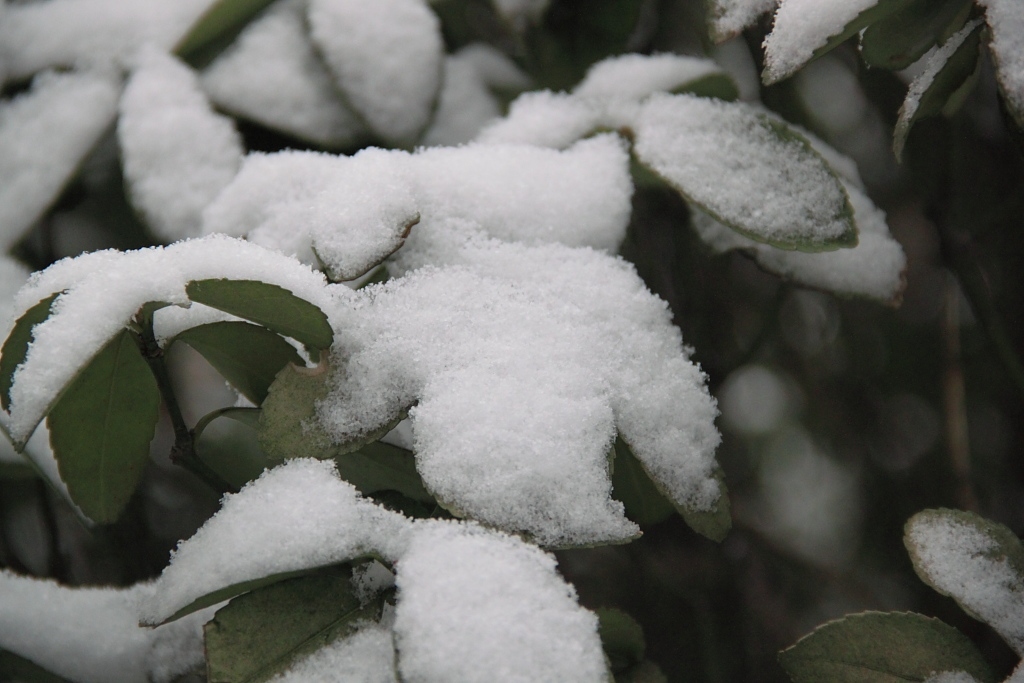 雪 摄影 老倔头