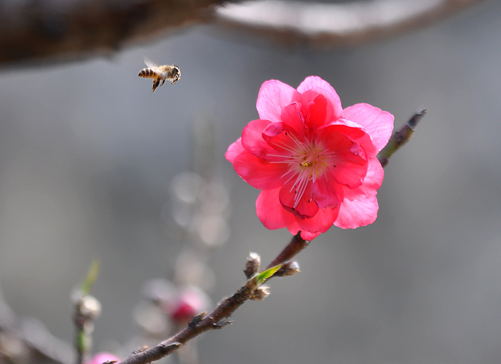 桃花年年依旧红 摄影 轩辕剑5