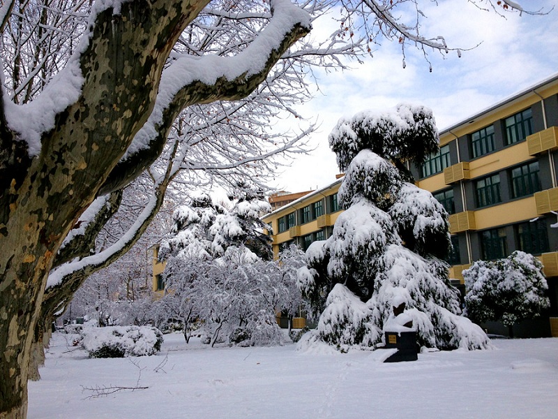 校园雪景1——南京下雪啦 摄影 侠女西边雨