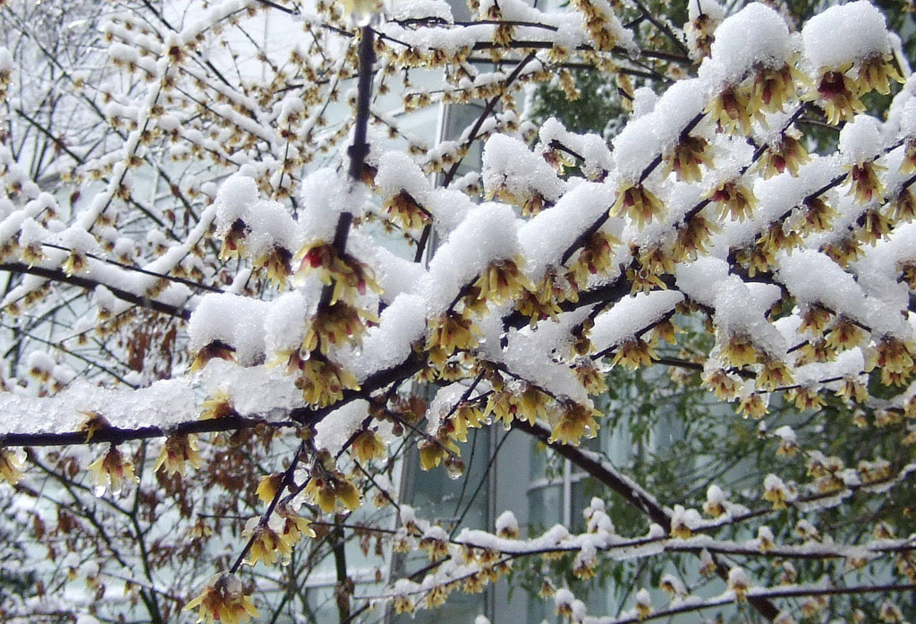 雪中腊梅 摄影 小笑