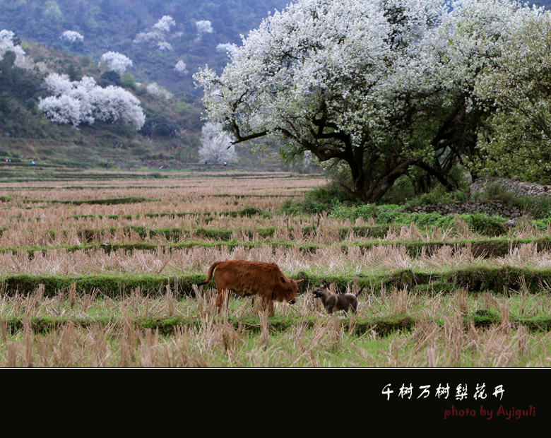 千树万树梨花开 摄影 南宁阿依古丽