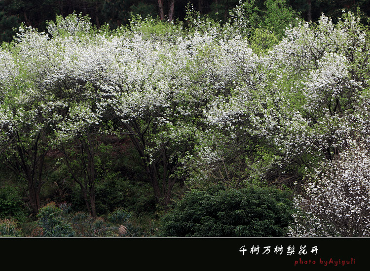 千树万树梨花开 摄影 南宁阿依古丽