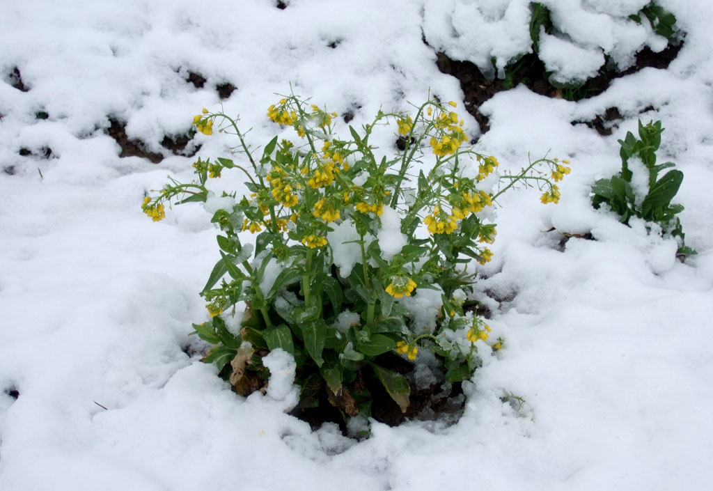 雪中油菜花 摄影 小笑