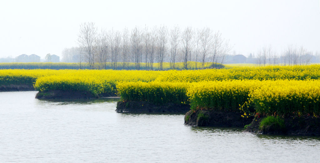 全国最美油菜花海—兴化千岛菜花春色美 摄影 薛宏金