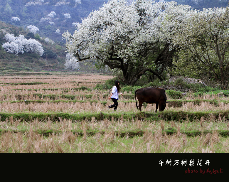 千树万树梨花开 摄影 南宁阿依古丽