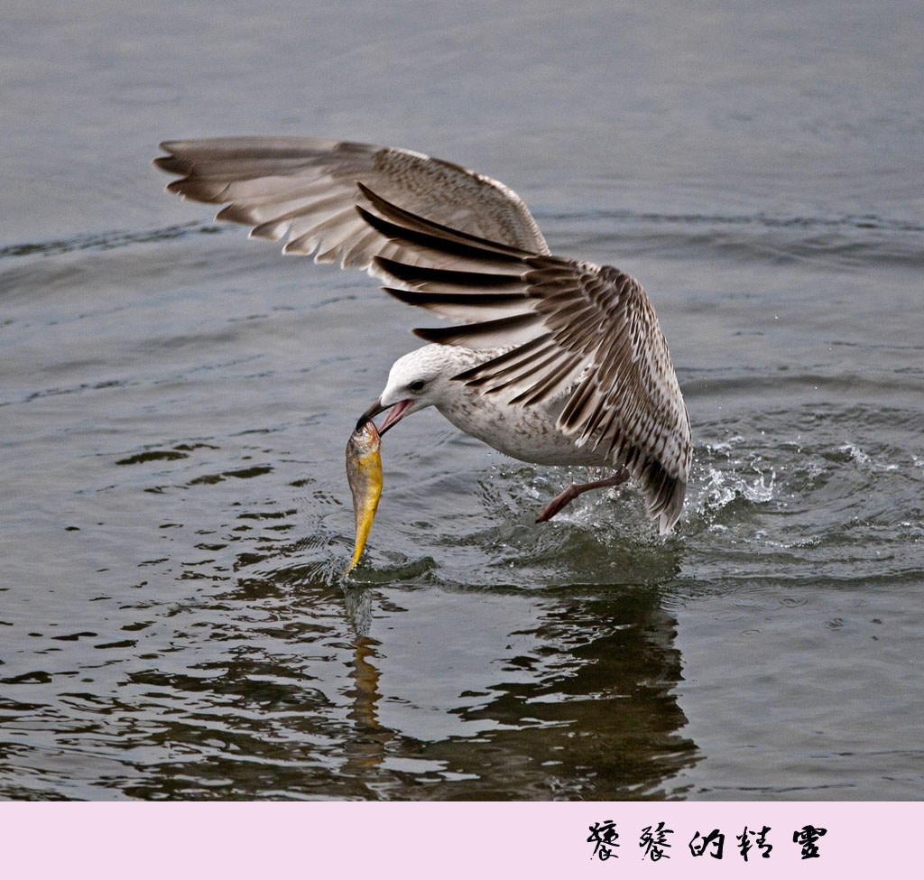 饕餮的精灵 摄影 大风起兮-1