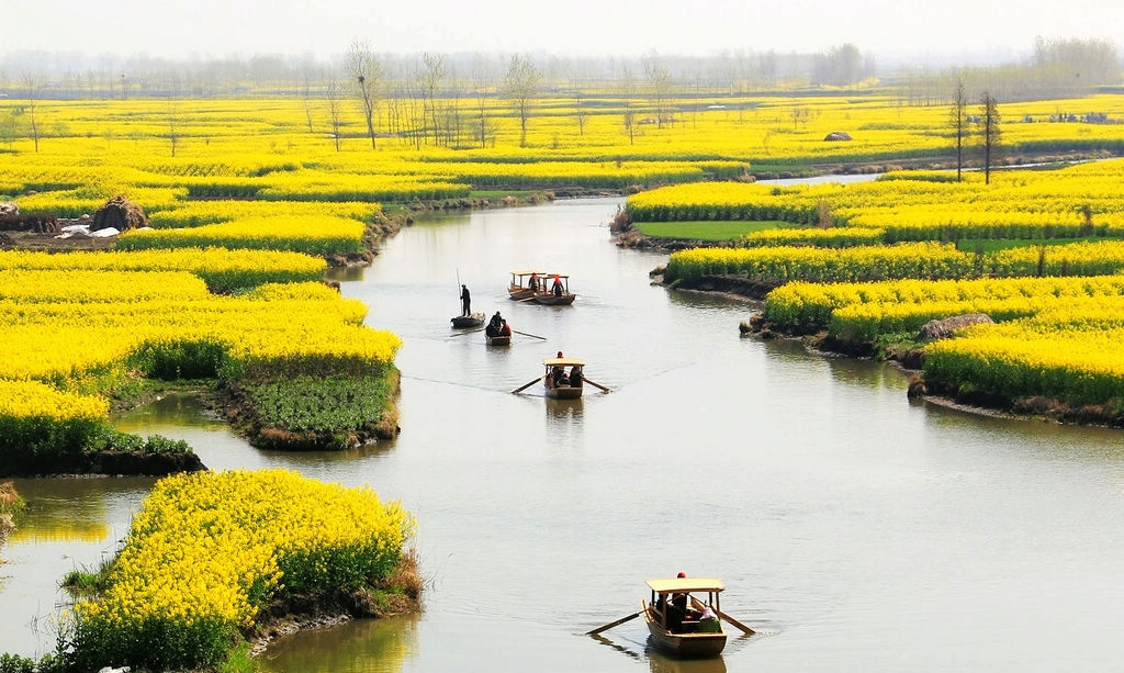 全国最美油菜花海—兴化千岛菜花春色美 摄影 薛宏金