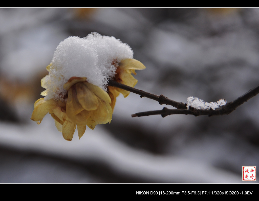 梅在雪中笑...（点击欣赏） 摄影 云海松涛