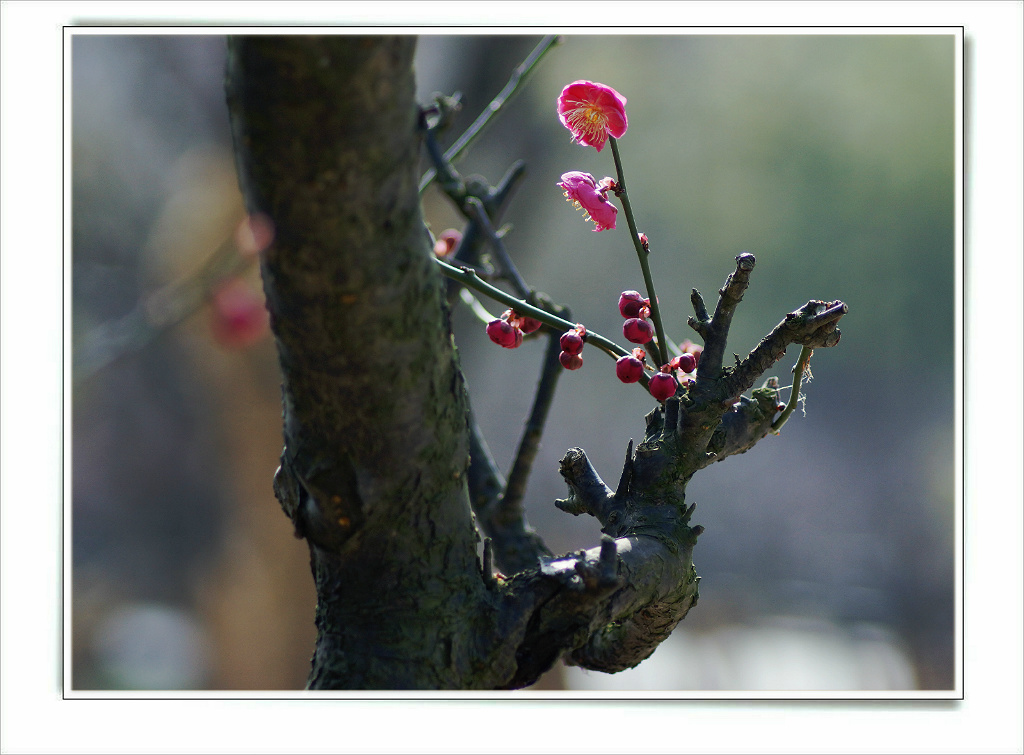 梅 花-7 摄影 甘南老黄