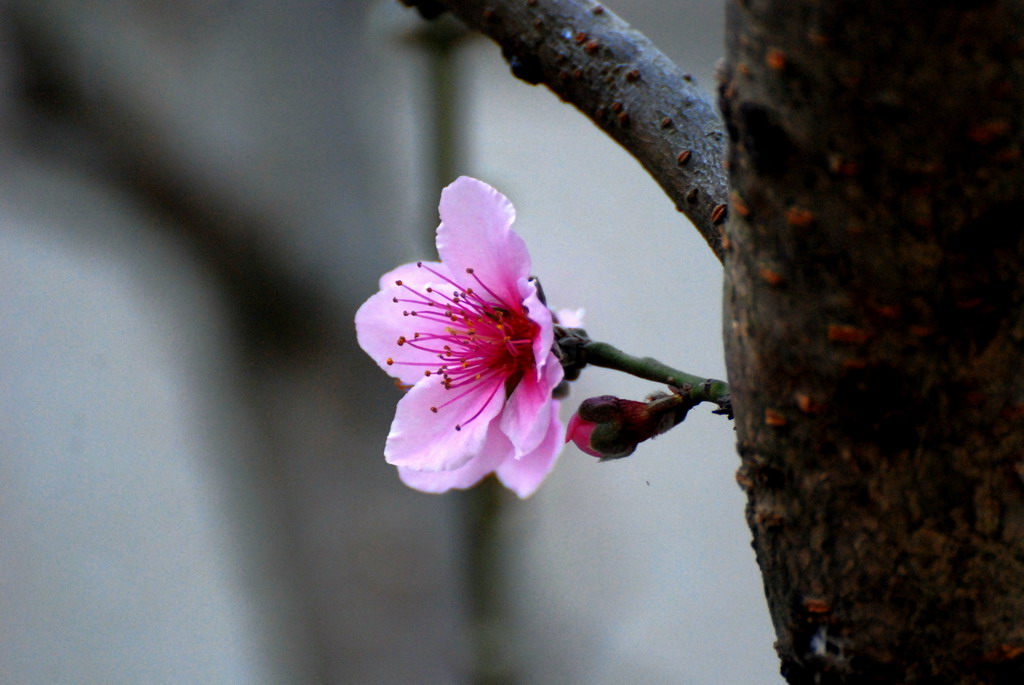 桃花迎春 摄影 珍惜每一天