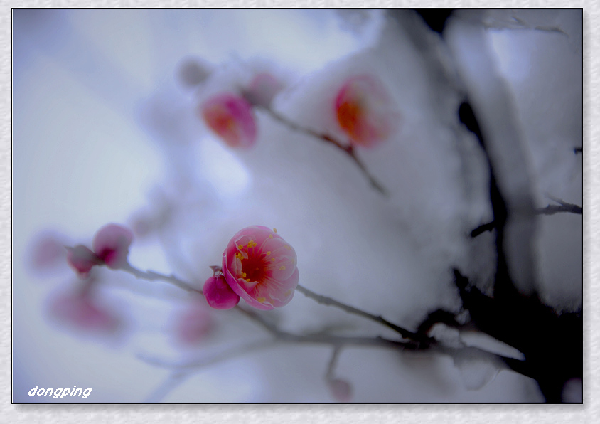 寻梅宜在飘雪时 摄影 绿袖子