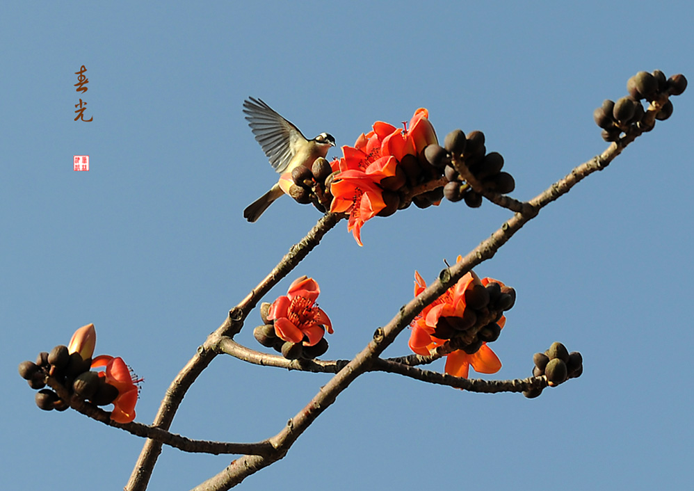 春 摄影 芦林津渡