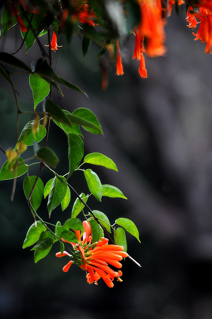 炮仗花 摄影 轩辕剑5