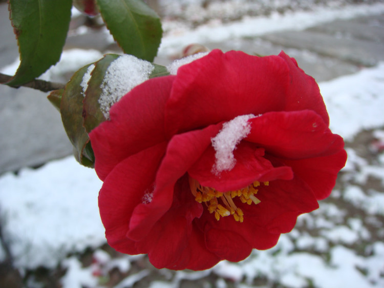 雪 花 摄影 老庞