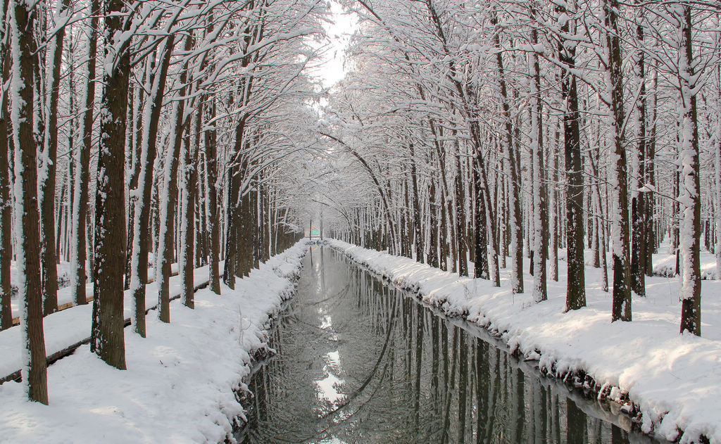 兴化水上森林雪景美如画 摄影 薛宏金