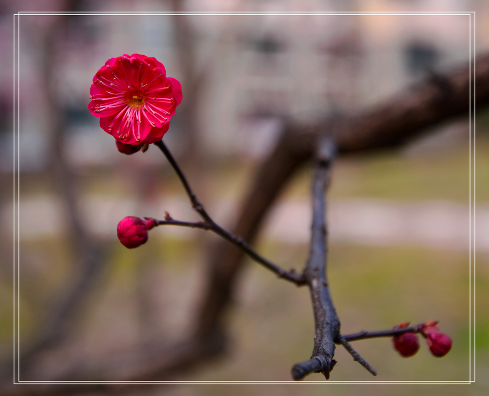 红梅赞(祝各位摄友元宵节快乐) 摄影 ssaamm