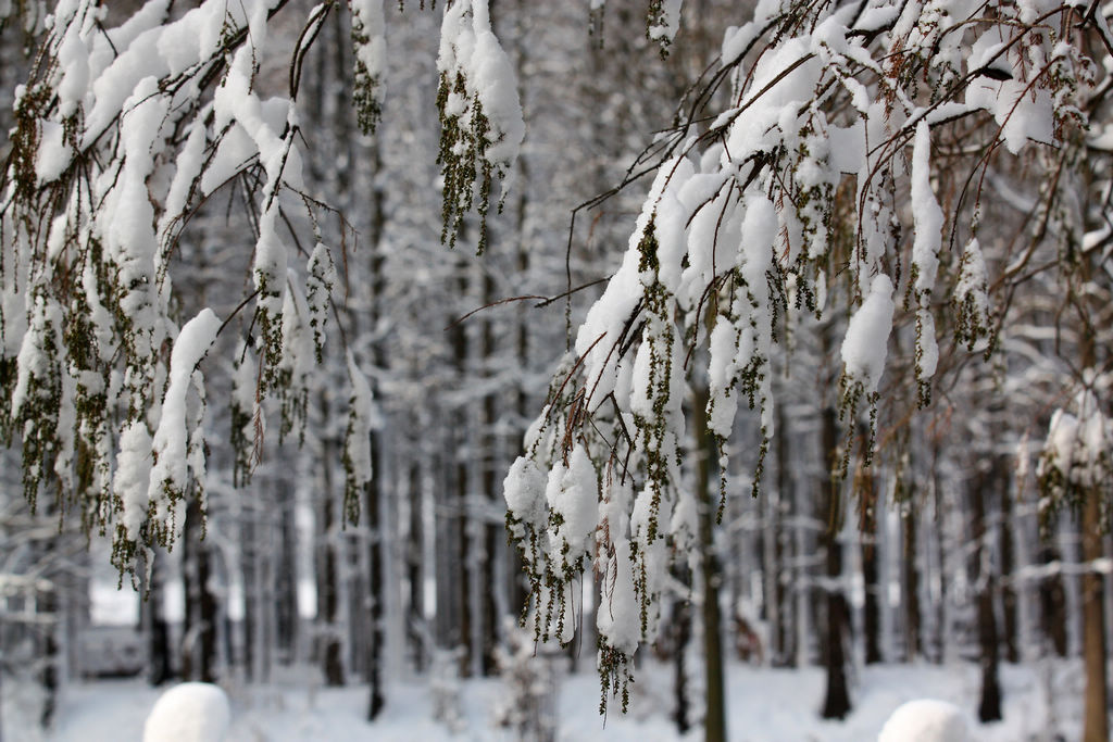 兴化水上森林雪景美如画 摄影 薛宏金