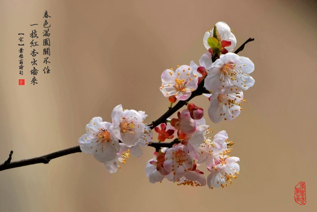 杏花 摄影 张学武