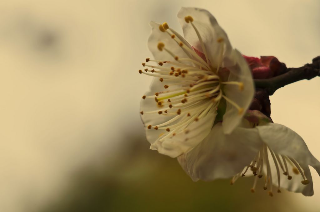 怒放的梅花 摄影 变色的龙