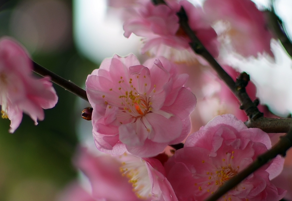 丰后梅1 摄影 简明