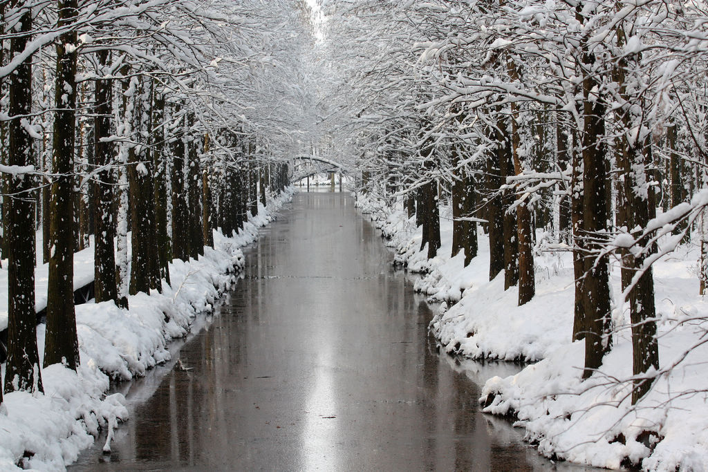 兴化水上森林雪景美如画 摄影 薛宏金