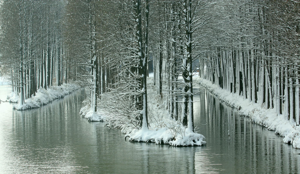 兴化水上森林雪景美如画 摄影 薛宏金