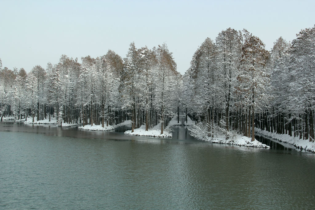 兴化水上森林雪景美如画 摄影 薛宏金