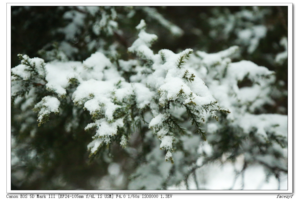 雪 摄影 facezyf