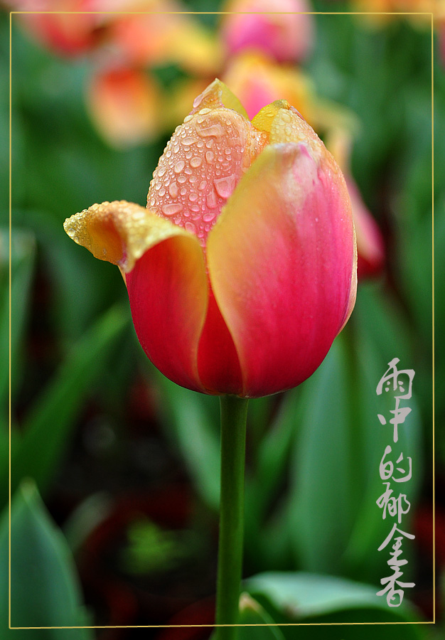 雨中的郁金香 摄影 江岸孤峰