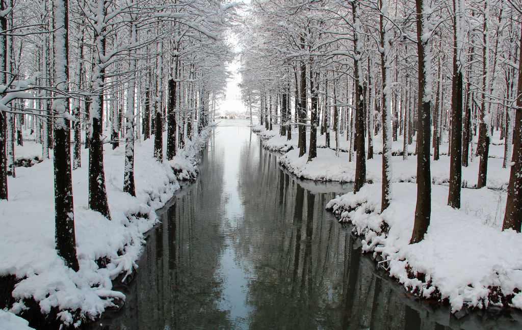 兴化水上森林雪景美如画 摄影 薛宏金