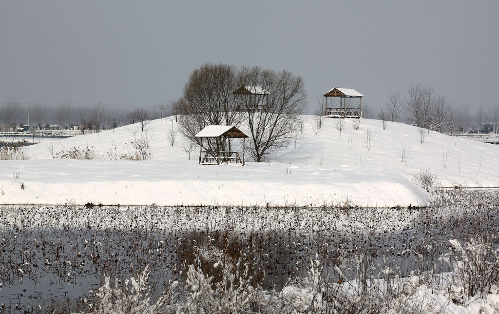 兴化水上森林雪景美如画 摄影 薛宏金