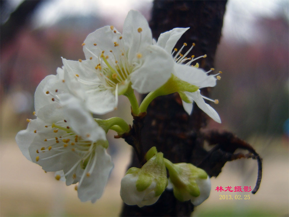 李花 摄影 林龙89
