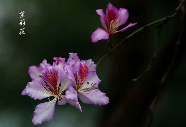 紫荆花 摄影 epp