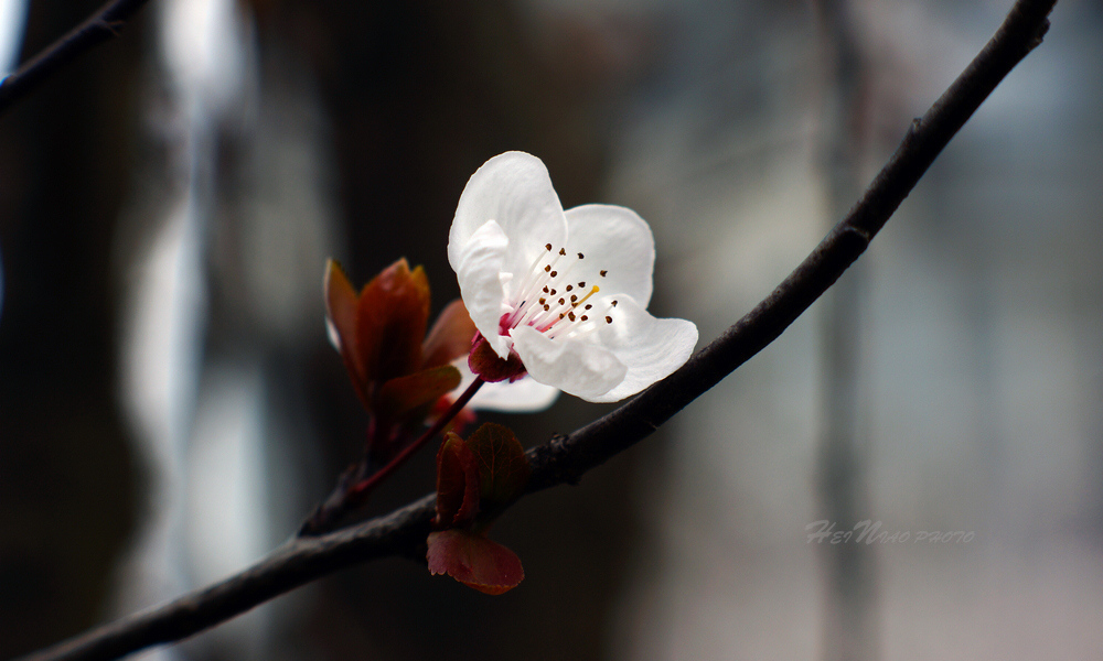 红叶李 摄影 daheiniao